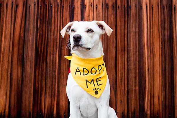 adopt-me